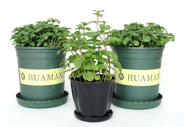 这些花最适合送老人，好看、好养而且寓意美好！