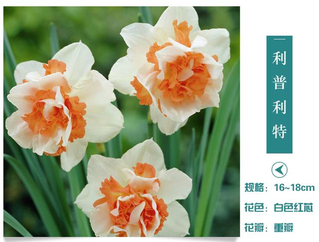 传统水仙看腻了，来盆霸气的洋水仙吧！