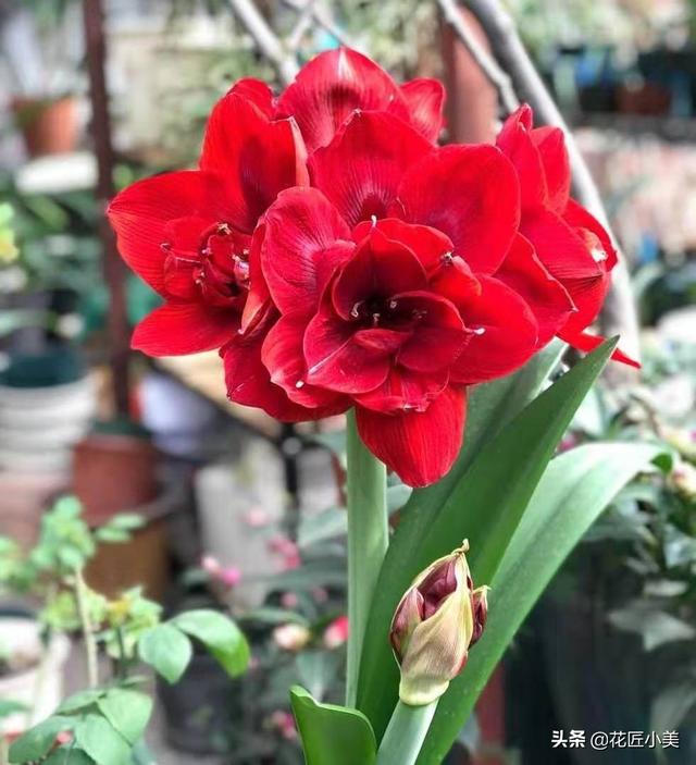 想要朱顶红正好在春节期间开花，你所必须了解的事