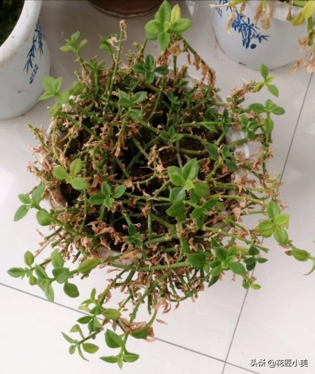 为啥你养的牡丹吊兰总不开花？只需注意这两点，很关键的两点