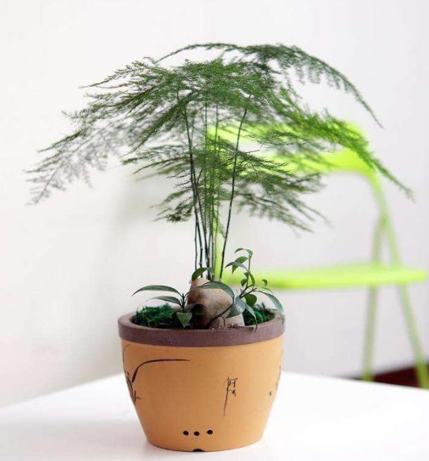 这些花最适合送老人，好看、好养而且寓意美好！
