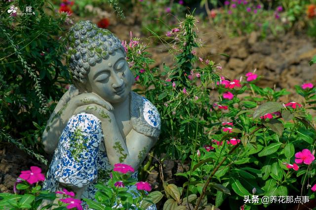 一个好的花园是这样炼成的，会构图会养花，还要懂得注入灵魂