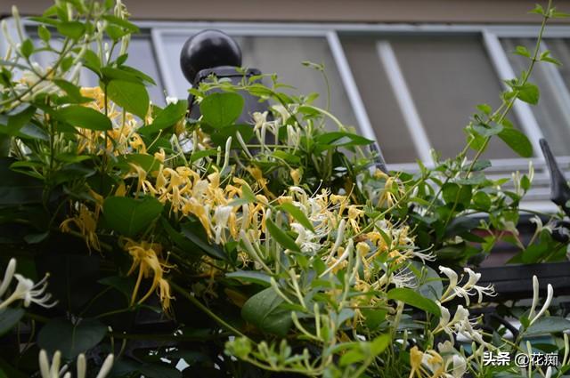 庭院种棵金银花，有金有银有钱花，每年金银花茶钱都省了