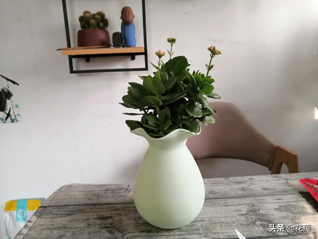 水培长寿花，这样养，谁都可以养的枝繁叶茂花开爆盆
