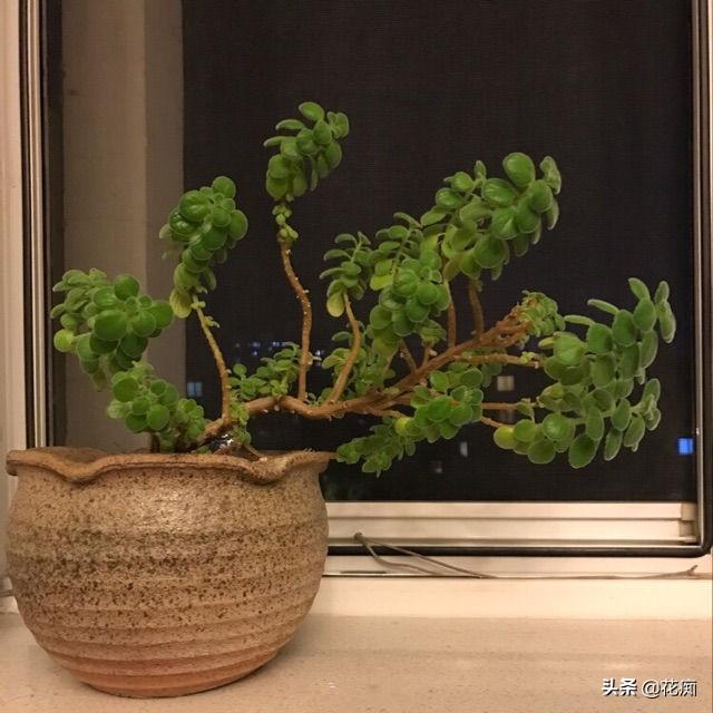 再普通的碰碰香，只要狠心撸叶，都能变身好看又值钱的老桩盆景