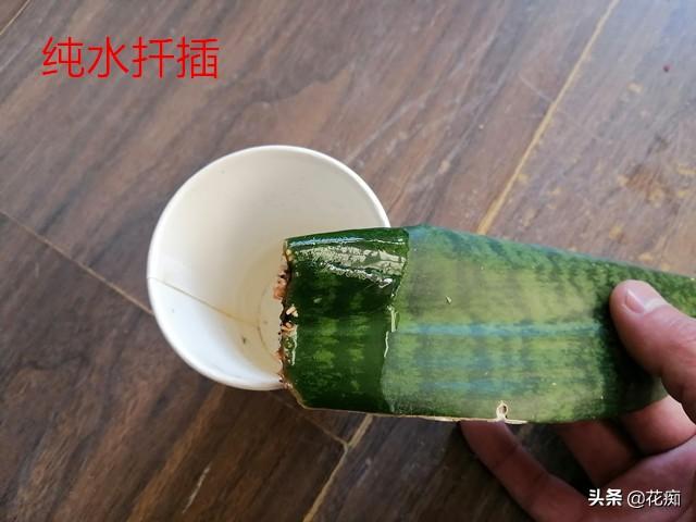 虎皮兰扦插难？试试这两种基质，新手也能让它轻松长根