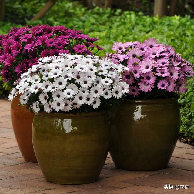 南非万寿菊，花开特别美，一开就是半年，不用管都轻松开爆盆