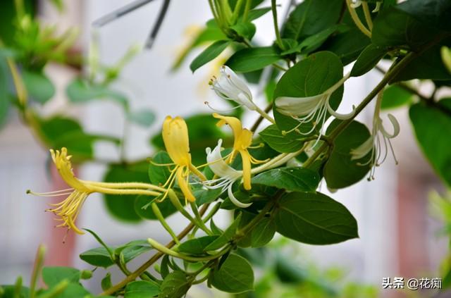 庭院种棵金银花，有金有银有钱花，每年金银花茶钱都省了