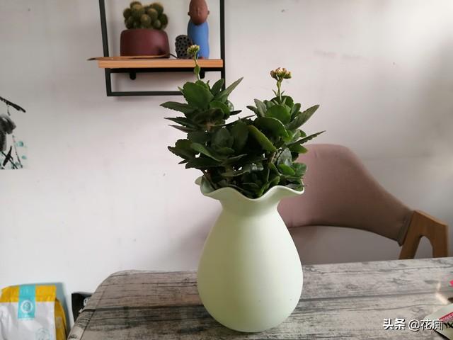 水培长寿花，这样养，谁都可以养的枝繁叶茂花开爆盆