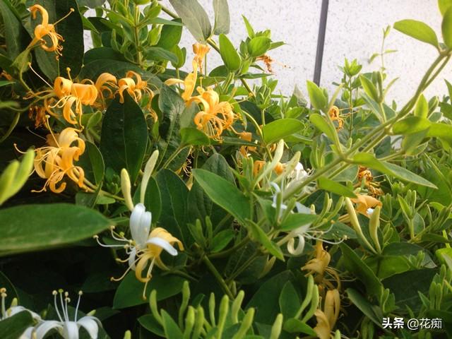 庭院种棵金银花，有金有银有钱花，每年金银花茶钱都省了