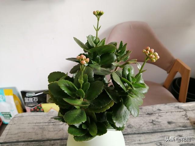 水培长寿花，这样养，谁都可以养的枝繁叶茂花开爆盆