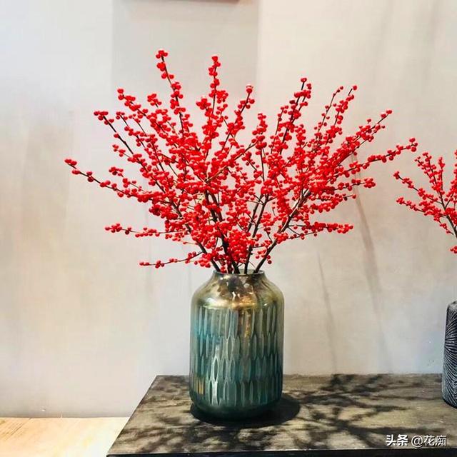 北美冬青，冬季红果挂满树，春节养一盆，日子越来越红火
