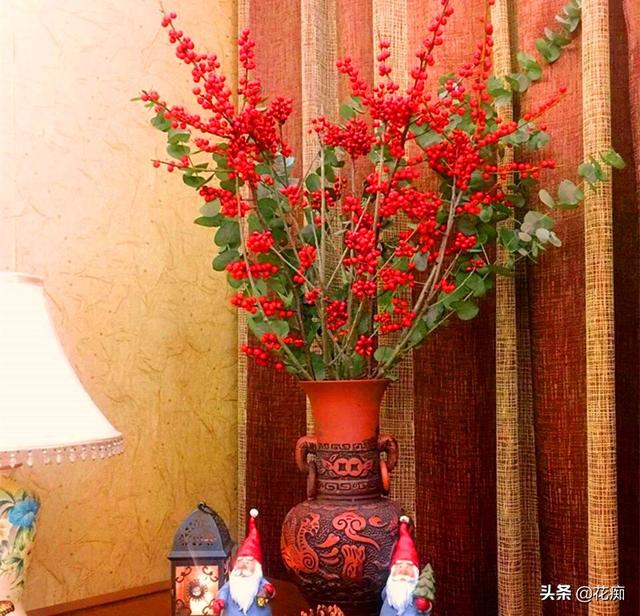 北美冬青，冬季红果挂满树，春节养一盆，日子越来越红火