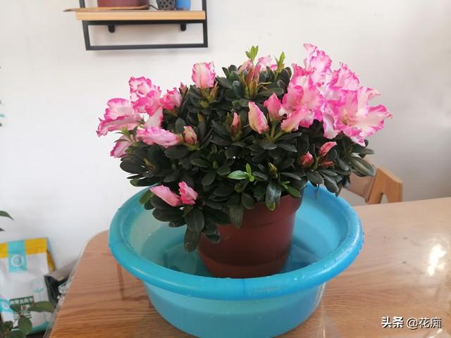 养杜鹃花，如果这1点做不好，养一盆死一盆