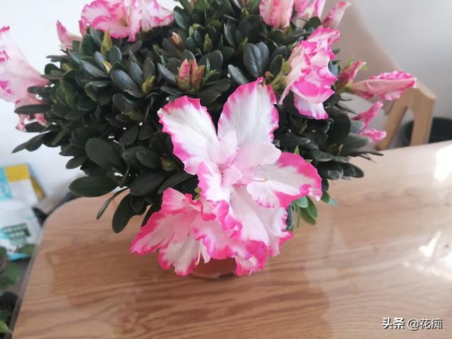 养杜鹃花，如果这1点做不好，养一盆死一盆