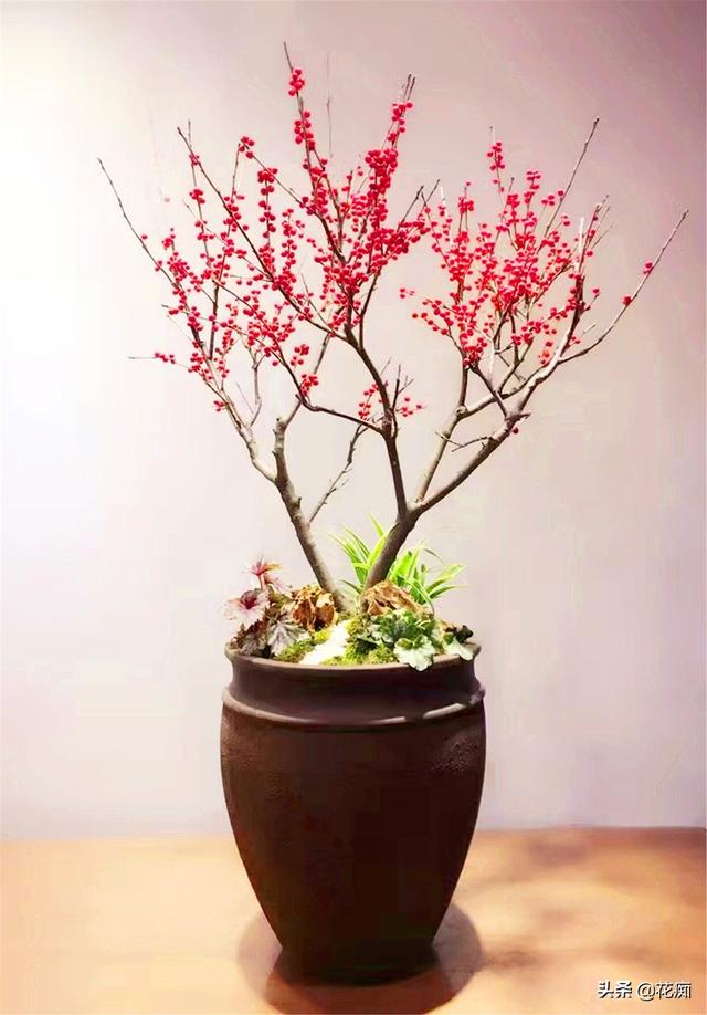北美冬青，冬季红果挂满树，春节养一盆，日子越来越红火