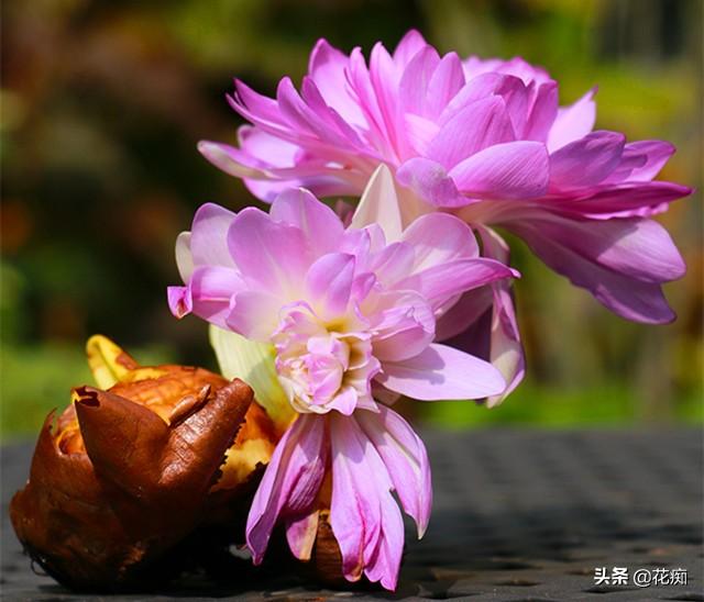 又到水仙种植季，这3种水仙一定要种，好养又特别漂亮