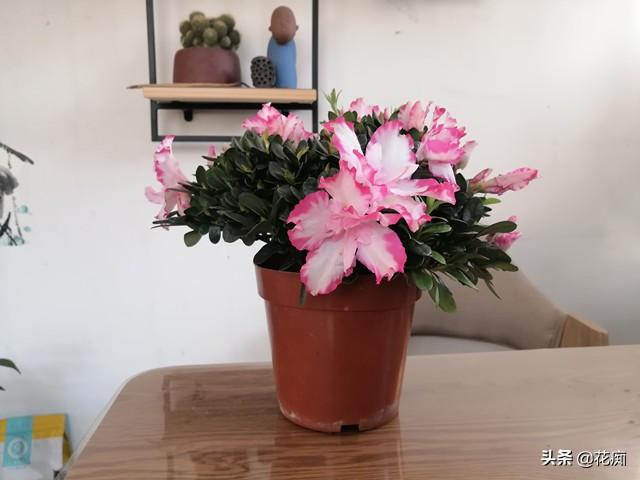 养杜鹃花，如果这1点做不好，养一盆死一盆