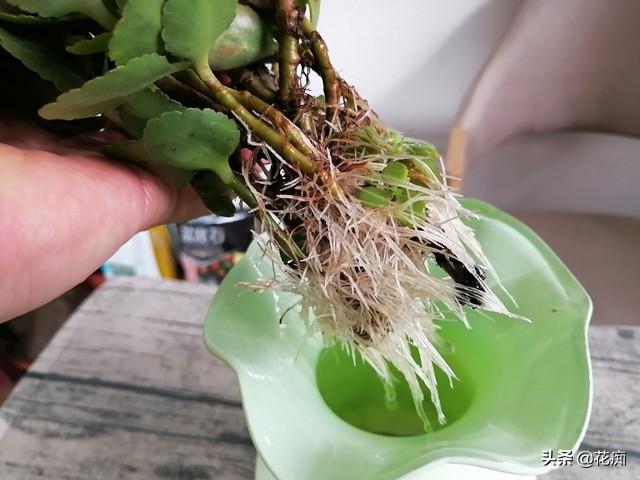 水培长寿花，这样养，谁都可以养的枝繁叶茂花开爆盆