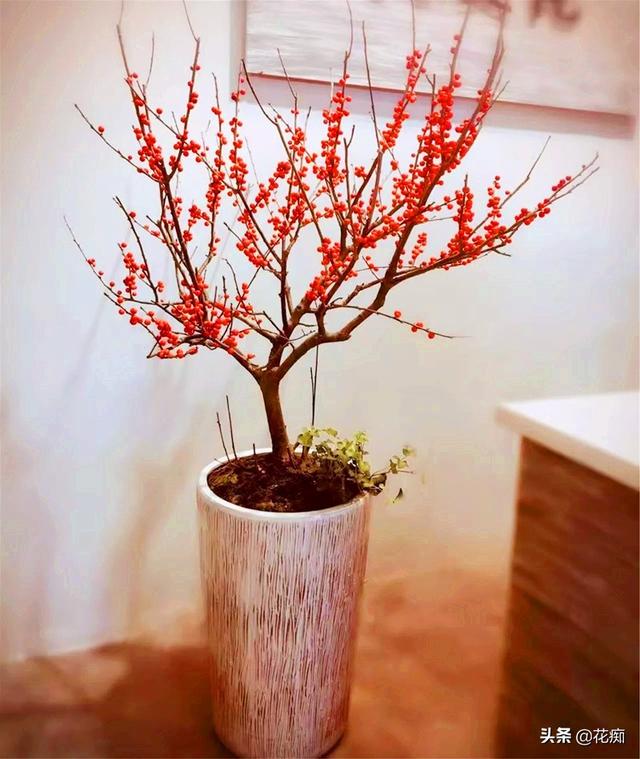 北美冬青，冬季红果挂满树，春节养一盆，日子越来越红火