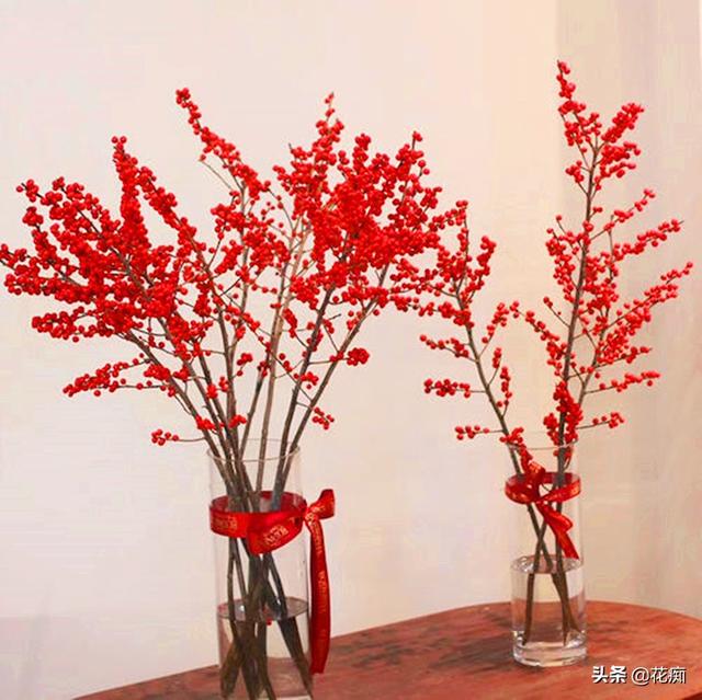 北美冬青，冬季红果挂满树，春节养一盆，日子越来越红火