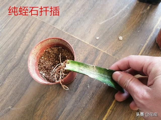 虎皮兰扦插难？试试这两种基质，新手也能让它轻松长根