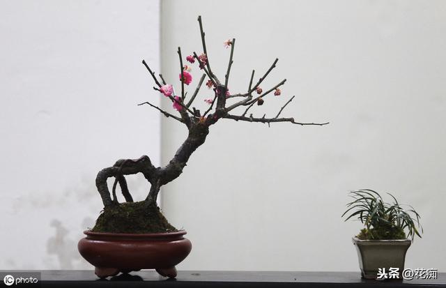 冬季养花，不想只剩花盆，这些小事一定别忽略