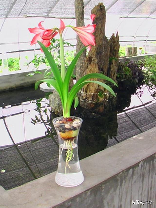 看惯了朱顶红土养，做一盆水培朱顶红，看根观球赏花，特别棒