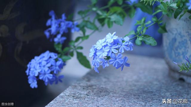 冬季养蓝雪花，注意这几点，来年轻松开爆盆，花开不断