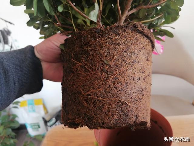 养杜鹃花，如果这1点做不好，养一盆死一盆