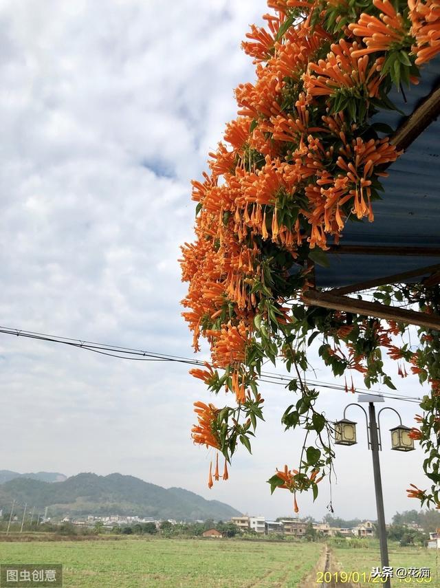 如有院落，一定配个拱门，养这5种花，开花超美