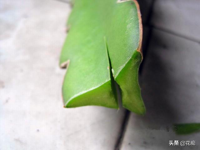 不结果的火龙果盆栽，嫁接上蟹爪兰，长得壮花开多