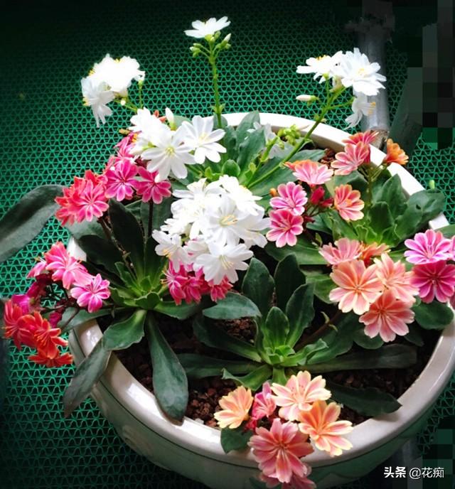 美丽的露薇花，一年能开3季，好养似吊兰