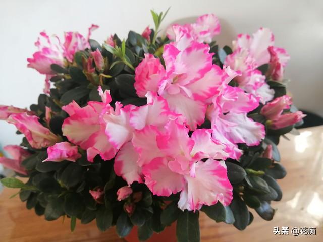 养杜鹃花，如果这1点做不好，养一盆死一盆