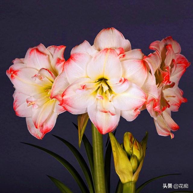 朱顶红再贵，也要买盆进口的，一球多箭一箭多花，年年复花又爆球