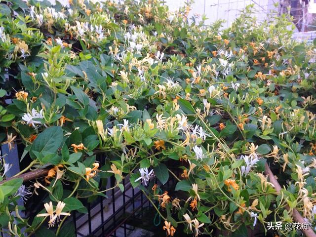 庭院种棵金银花，有金有银有钱花，每年金银花茶钱都省了