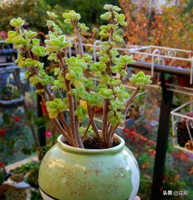 再普通的碰碰香，只要狠心撸叶，都能变身好看又值钱的老桩盆景