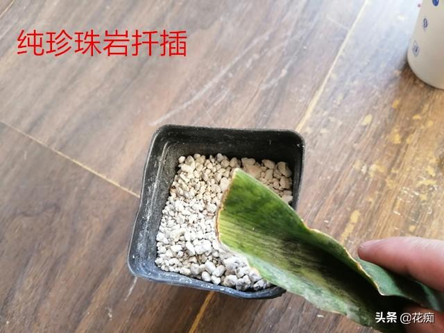 虎皮兰扦插难？试试这两种基质，新手也能让它轻松长根