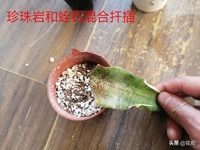 虎皮兰扦插难？试试这两种基质，新手也能让它轻松长根