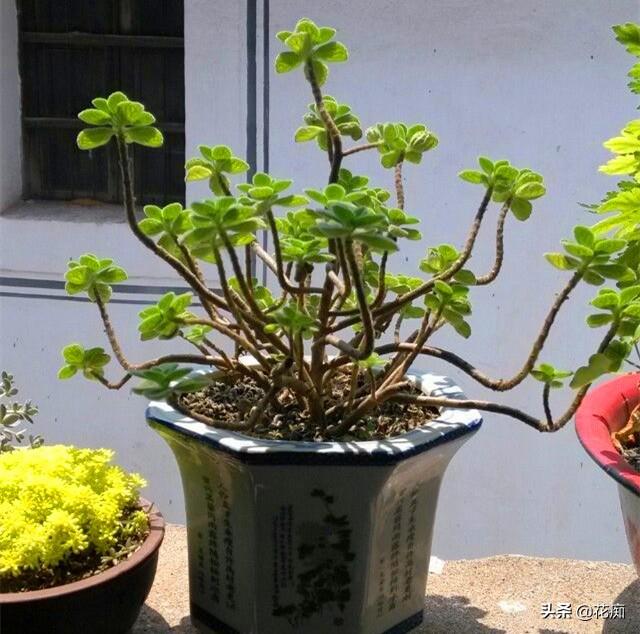 再普通的碰碰香，只要狠心撸叶，都能变身好看又值钱的老桩盆景