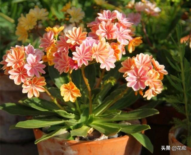 美丽的露薇花，一年能开3季，好养似吊兰