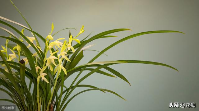 室内养兰花，只长叶不开花？秋天注意这4点，根壮叶茂花开多