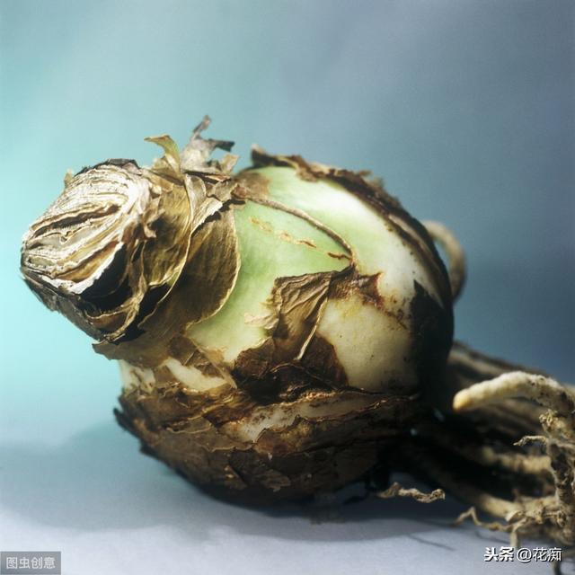 看惯了朱顶红土养，做一盆水培朱顶红，看根观球赏花，特别棒