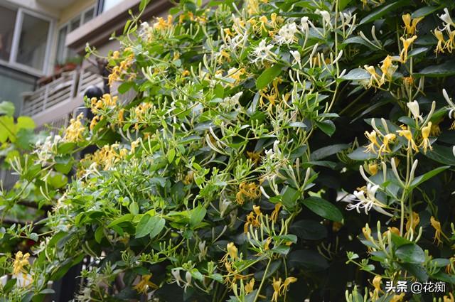 庭院种棵金银花，有金有银有钱花，每年金银花茶钱都省了