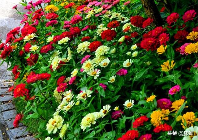 花坛看到这种花，一定采些种子，来年种在户外，轻松变花海