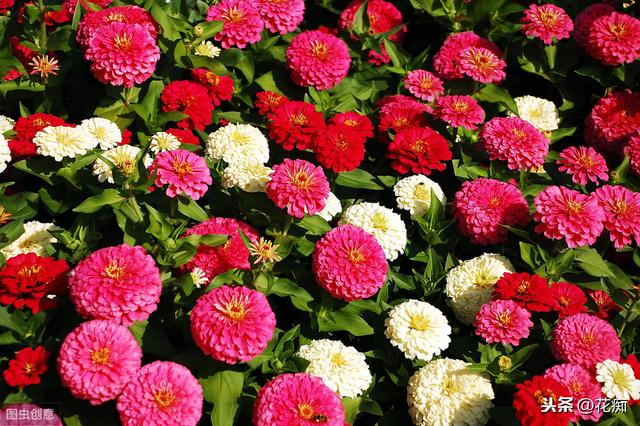 花坛看到这种花，一定采些种子，来年种在户外，轻松变花海