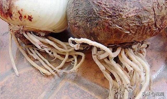朱顶红，只长叶子不开花，秋后这样处理，1个月轻松开爆盆