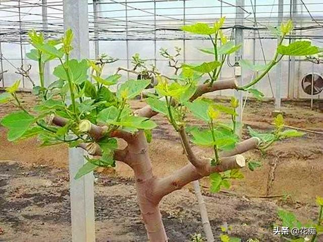 耐寒又好吃的无花果品种，北方花友，花园一定要种2棵