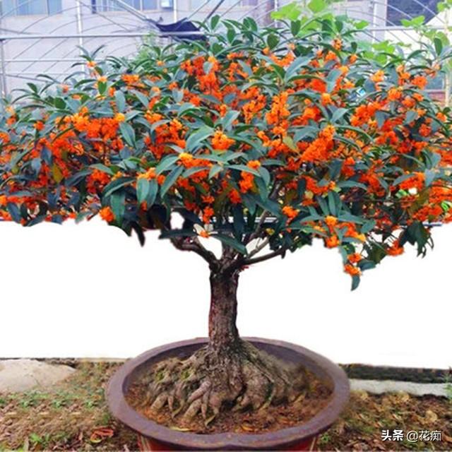 又到桂花盛开时，栽种要特别注意这2点，不然就变标本