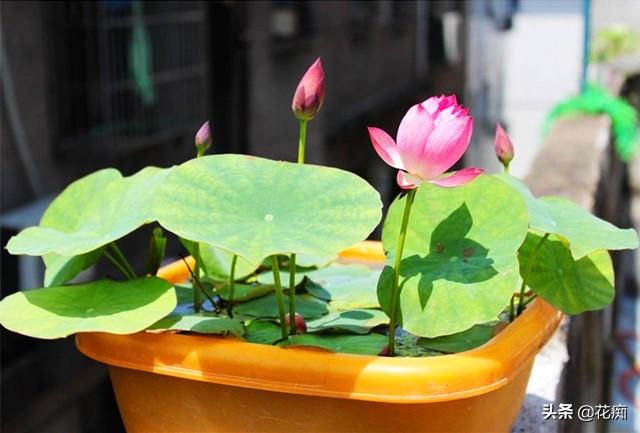 碗莲过冬经验分享，牢记这几点，来年花多藕壮，1盆轻松变多盆